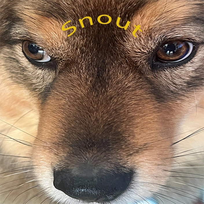 Snoot Booper