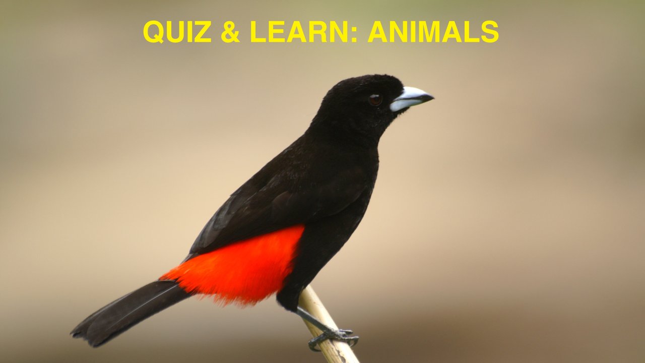 Quiz & Learn: Animals